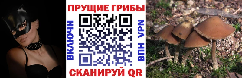 Псилоцибиновые грибы Psilocybe  Данилов 